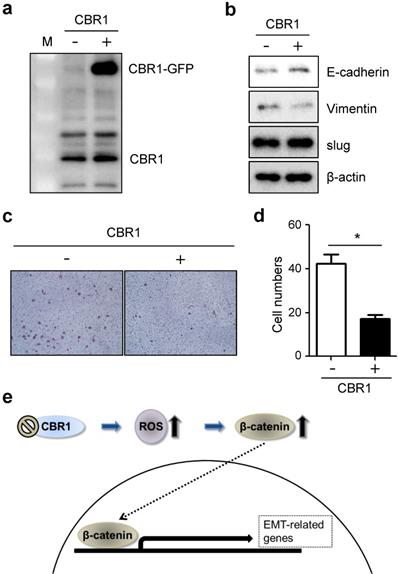 J Cancer Image