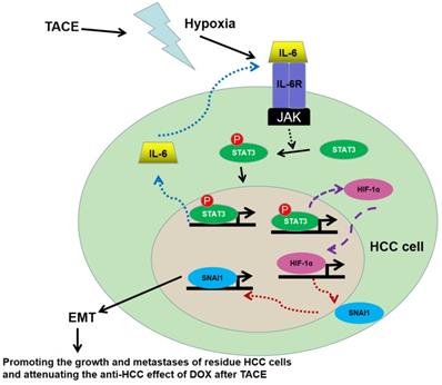 J Cancer Image