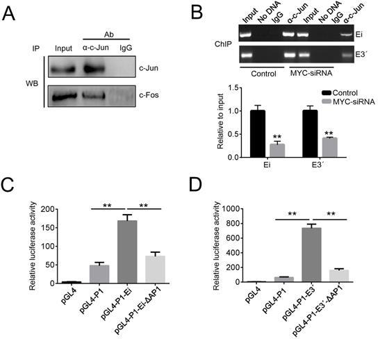 J Cancer Image