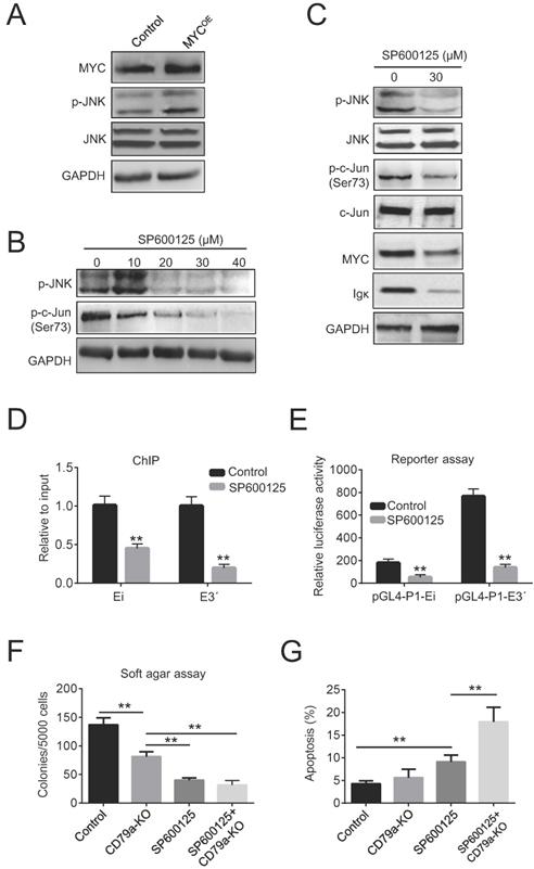 J Cancer Image