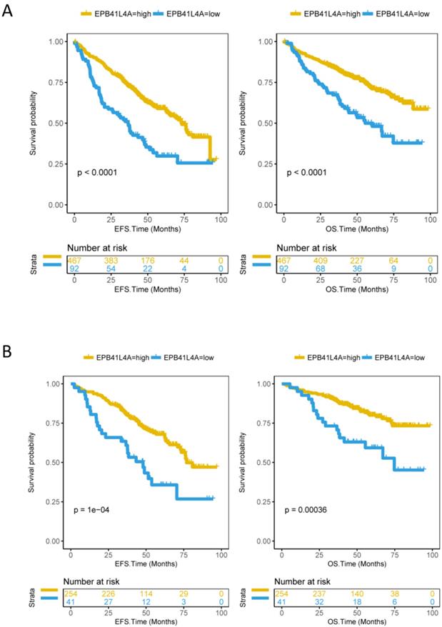 J Cancer Image