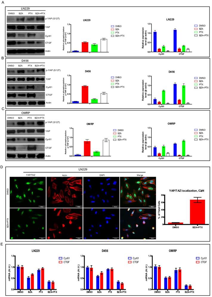 J Cancer Image