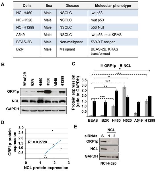 J Cancer Image