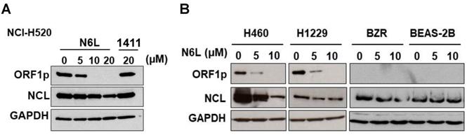 J Cancer Image