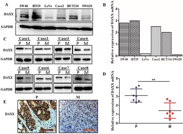 J Cancer Image