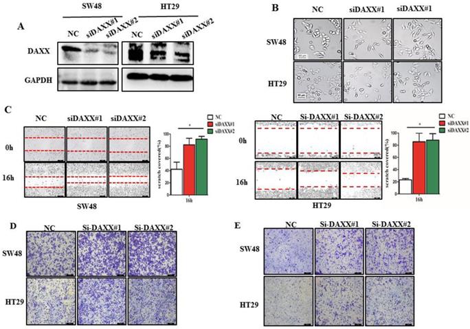 J Cancer Image