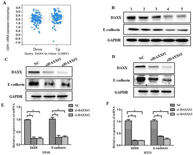 J Cancer Image