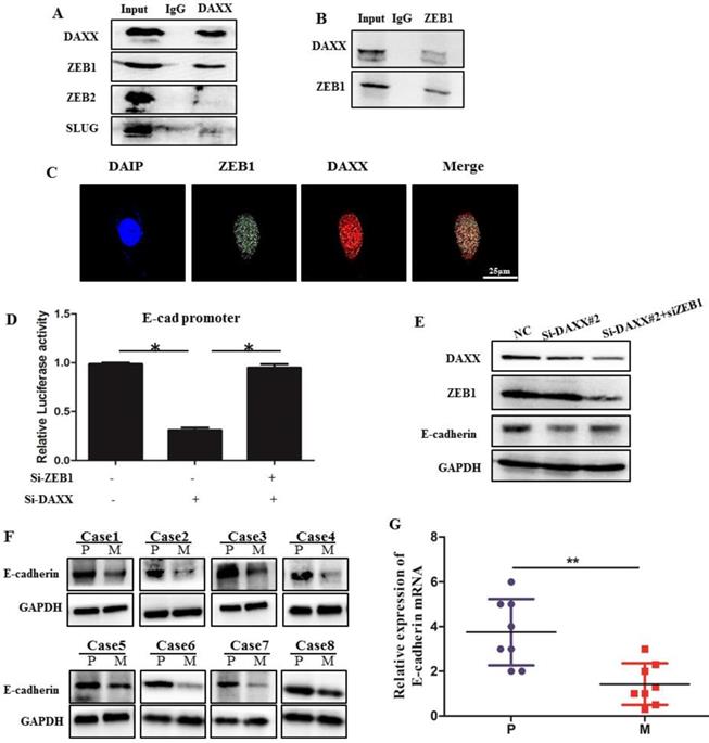 J Cancer Image