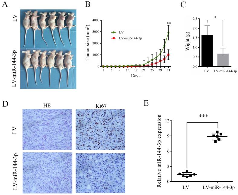 J Cancer Image