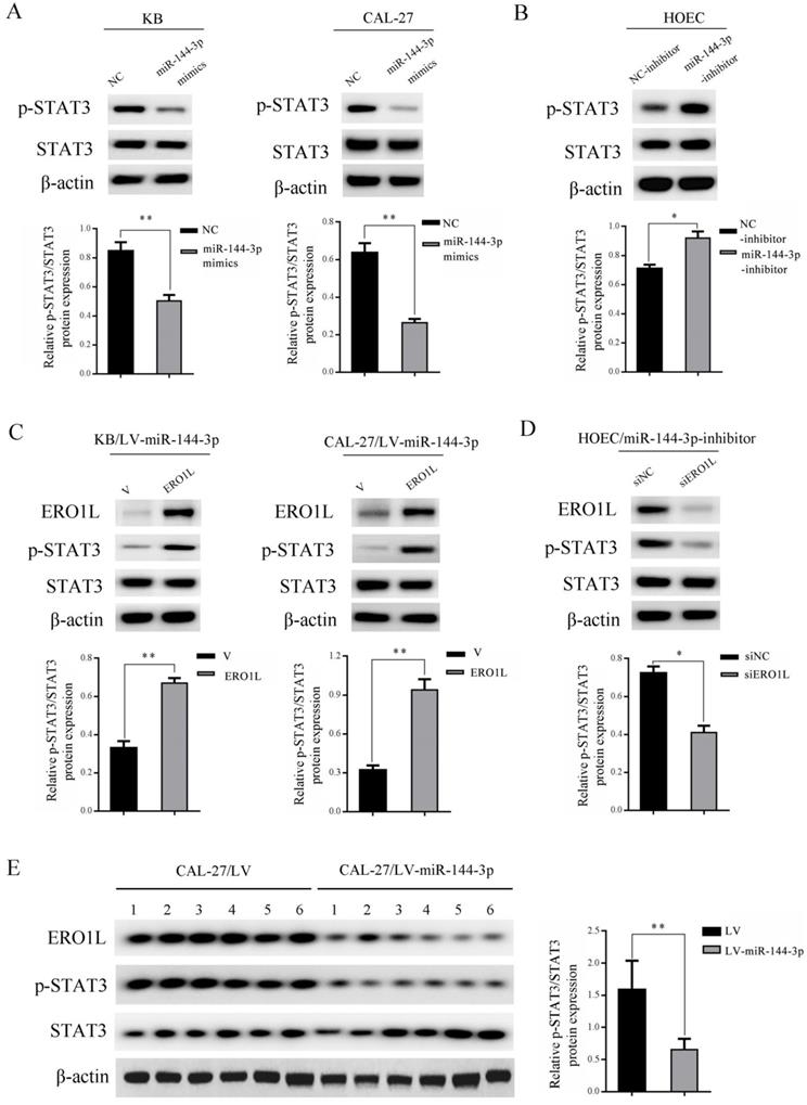 J Cancer Image