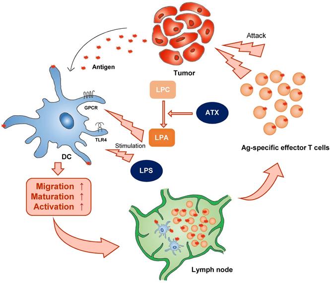 J Cancer Image