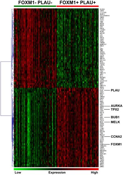 J Cancer Image