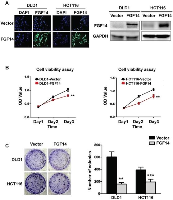 J Cancer Image