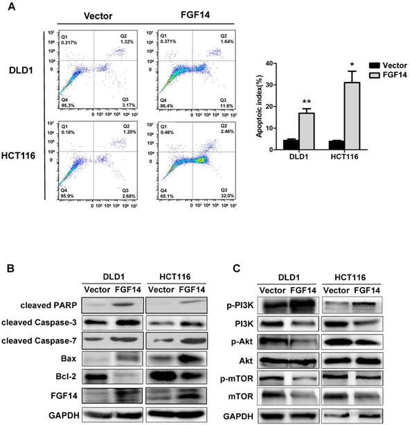 J Cancer Image