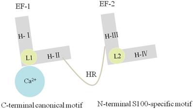 J Cancer Image