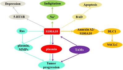 J Cancer Image