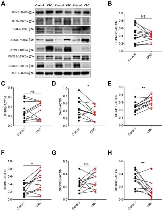 J Cancer Image