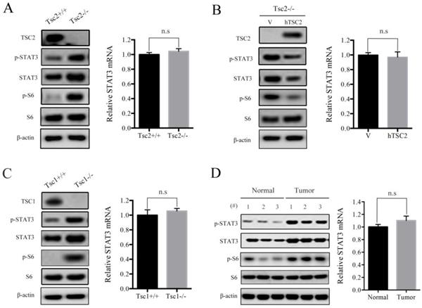 J Cancer Image