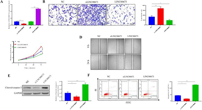 J Cancer Image