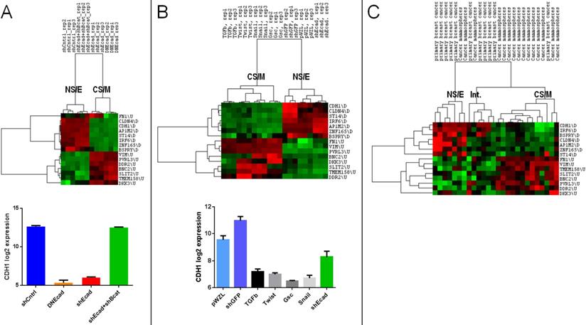 J Cancer Image