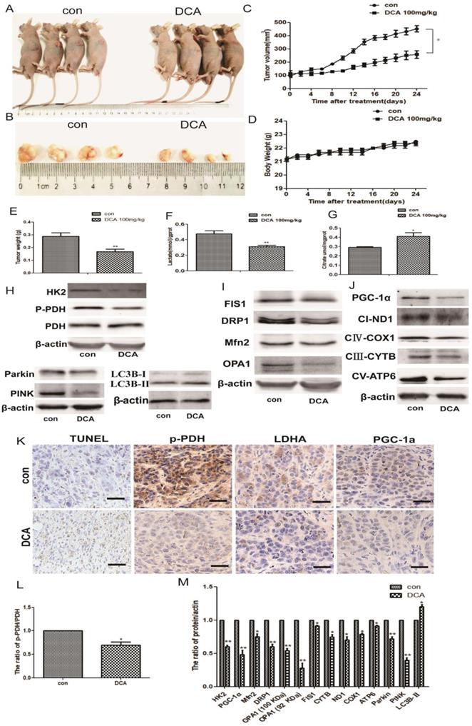 J Cancer Image