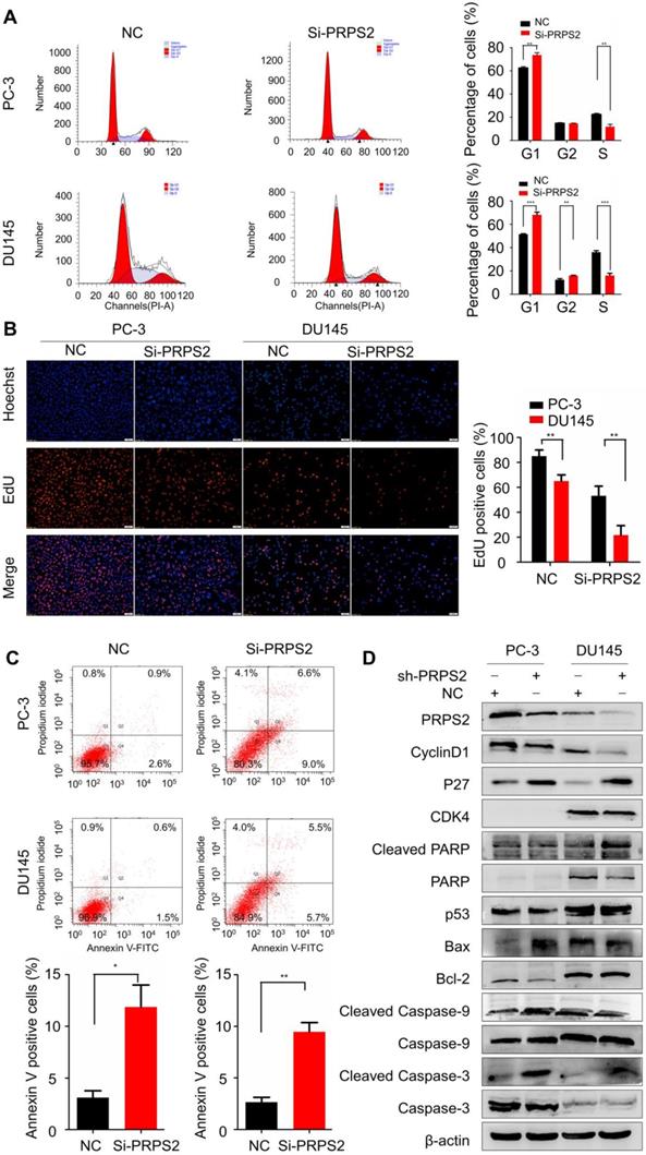 J Cancer Image