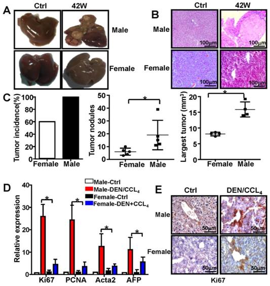 J Cancer Image