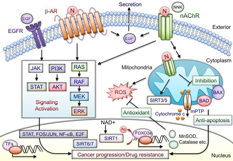 J Cancer Image