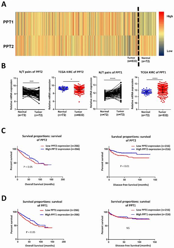 J Cancer Image