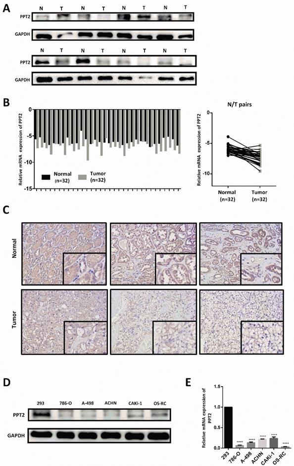 J Cancer Image