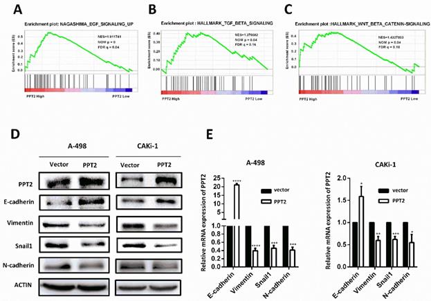 J Cancer Image