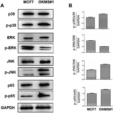 J Cancer Image