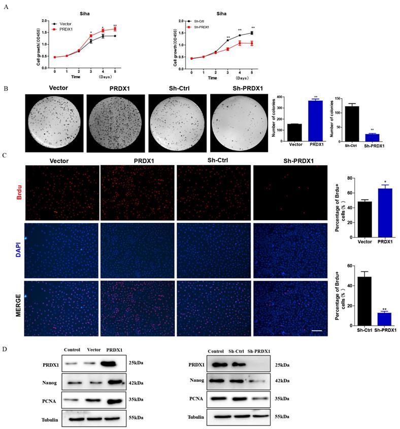 J Cancer Image