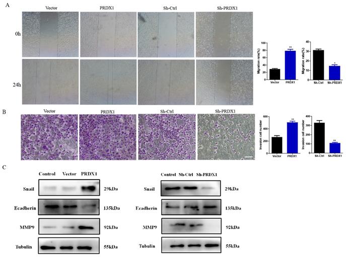 J Cancer Image