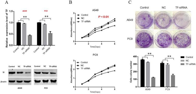 J Cancer Image