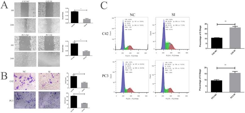 J Cancer Image