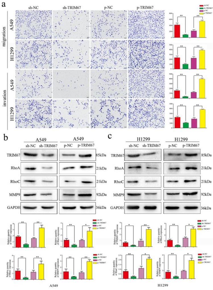 J Cancer Image