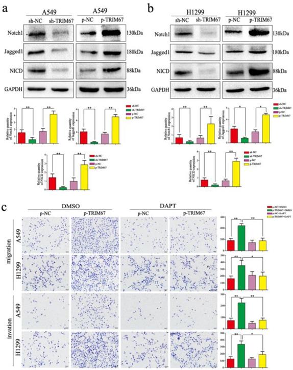 J Cancer Image