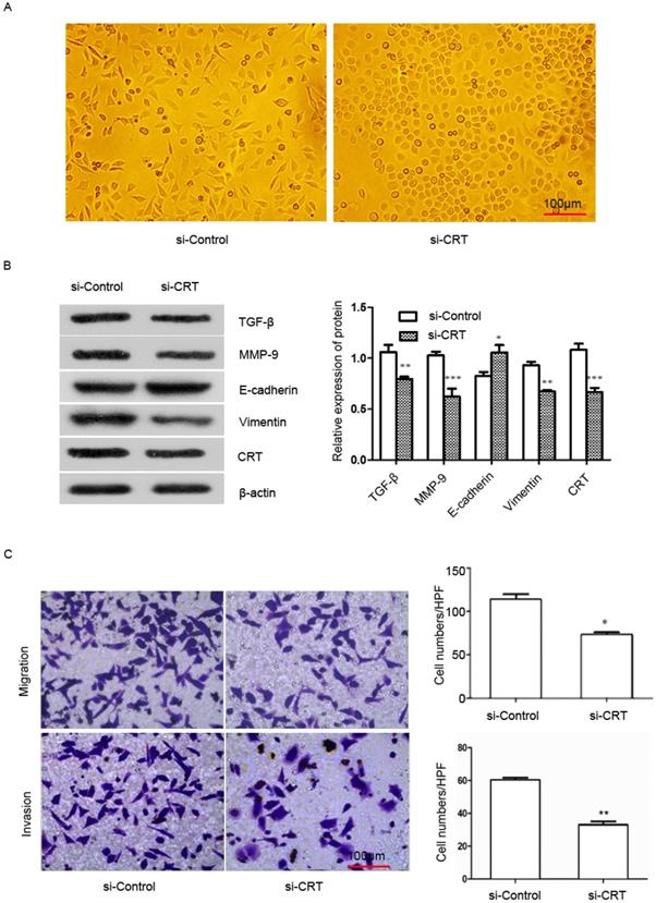 J Cancer Image