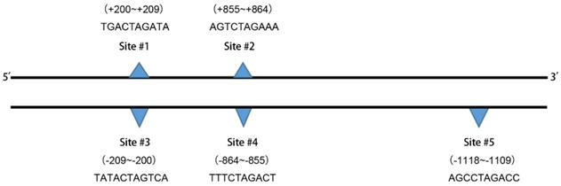 J Cancer Image