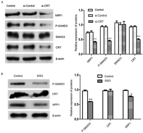 J Cancer Image