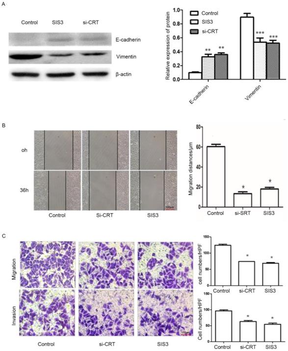 J Cancer Image