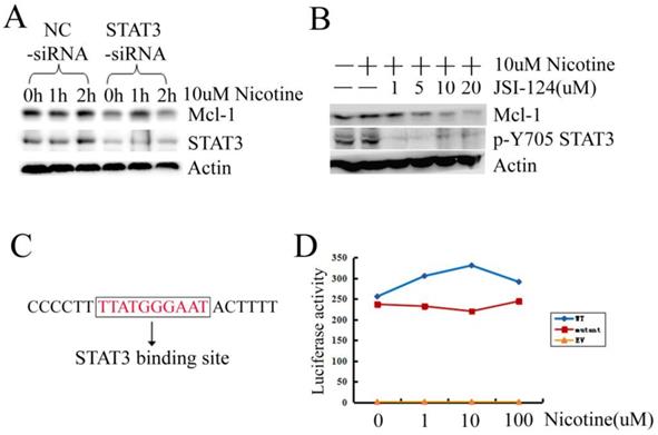 J Cancer Image