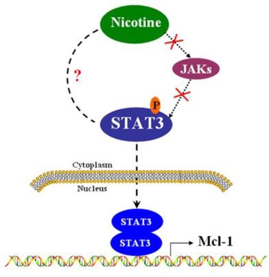 J Cancer Image