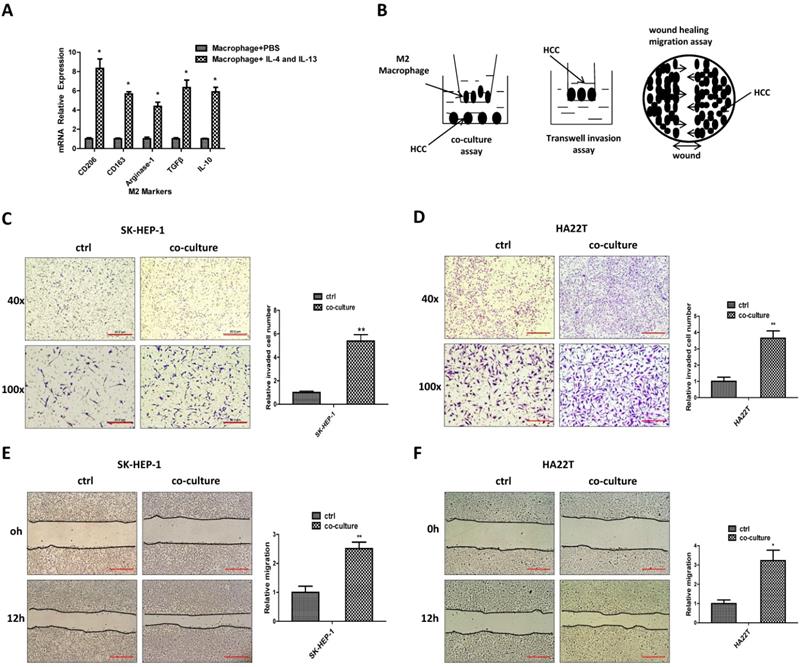 J Cancer Image