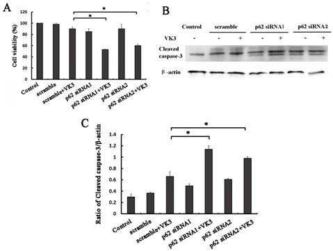 J Cancer Image