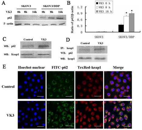 J Cancer Image