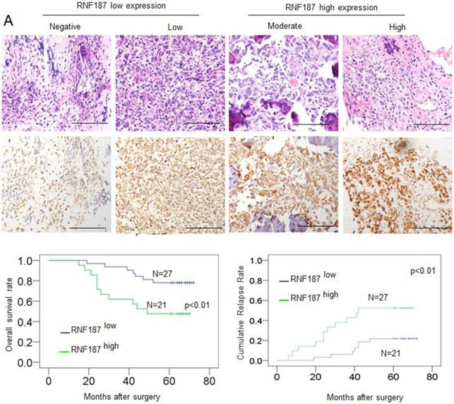 J Cancer Image