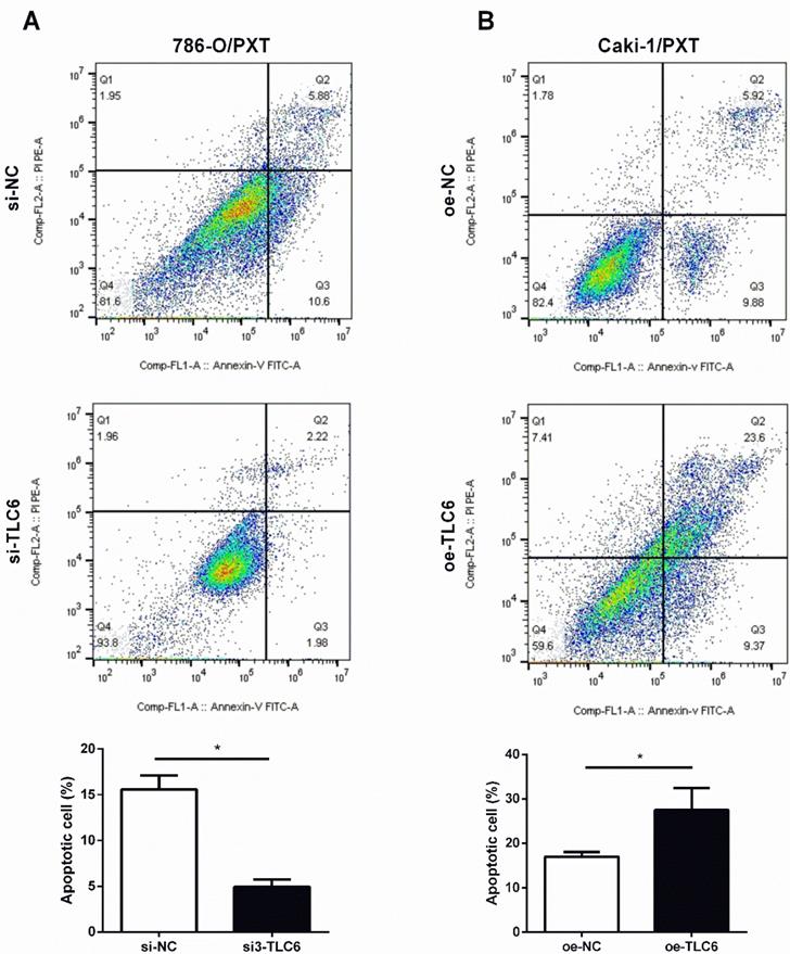 J Cancer Image