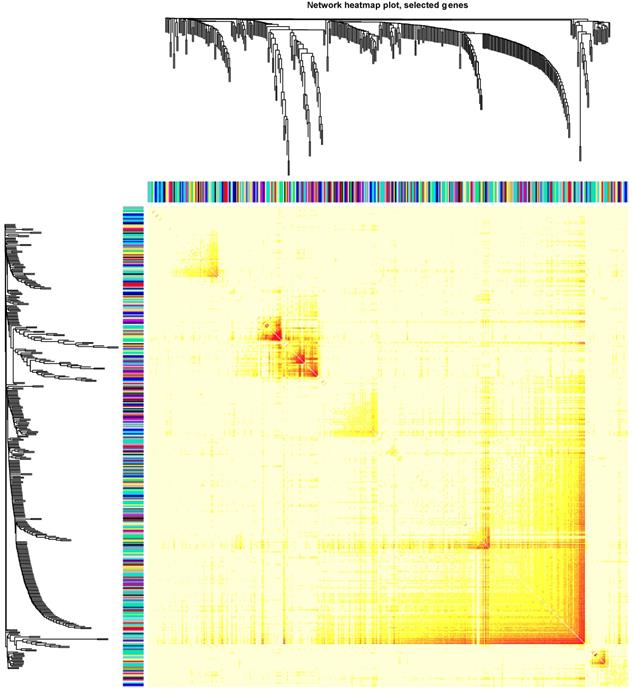 J Cancer Image